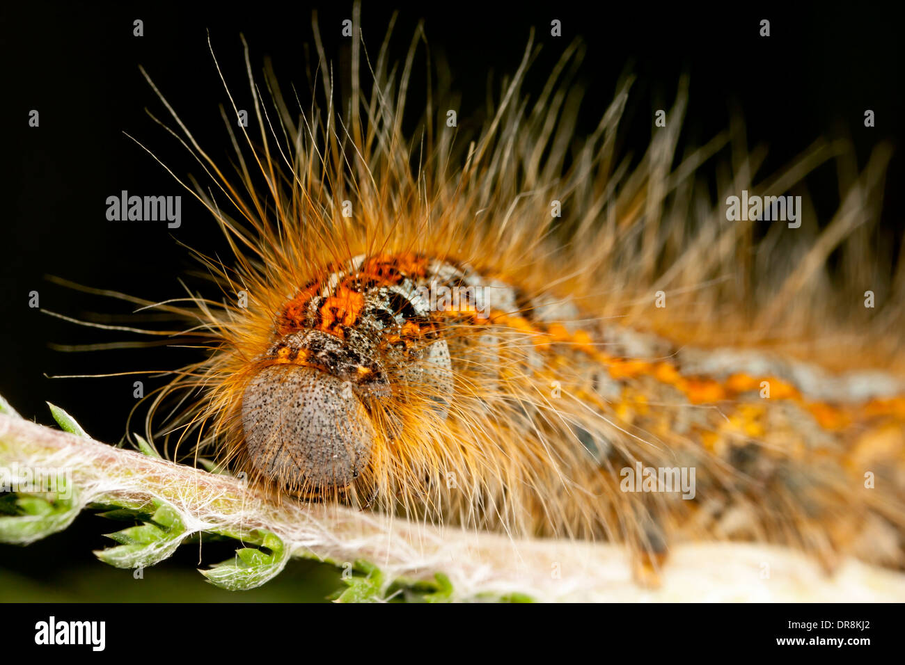 Chenille poilue orange Banque de photographies et d’images à haute — free download