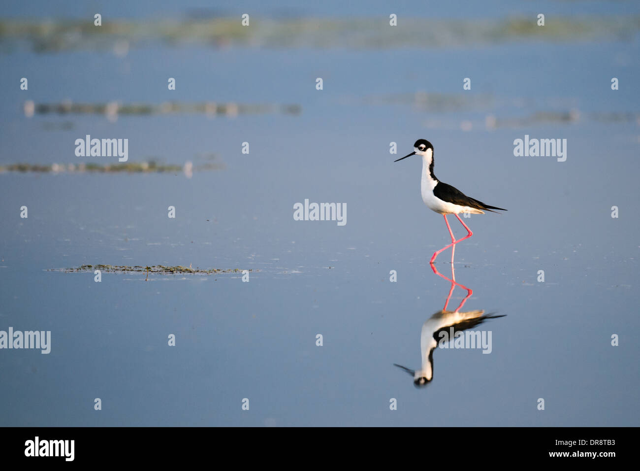 Échasse à gué sur les rives d'un lac des Prairies, Alberta Canada Banque D'Images