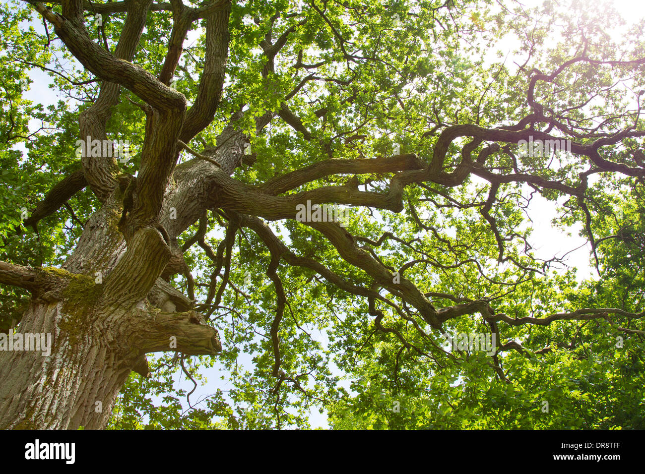 Vieux Chêne d'été feuilles d'arbre à feuilles caduques noueux Banque D'Images