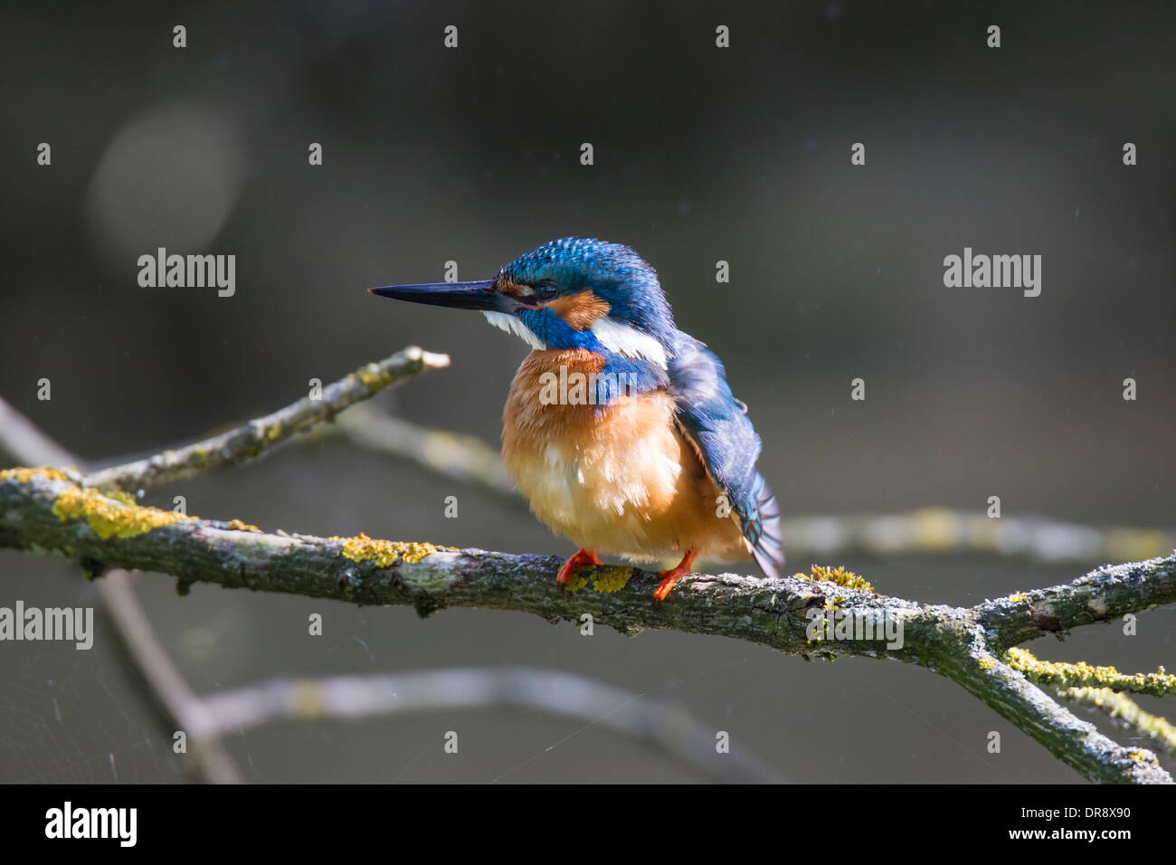 Alcedo atthis Kingfisher commun Optimize Banque D'Images
