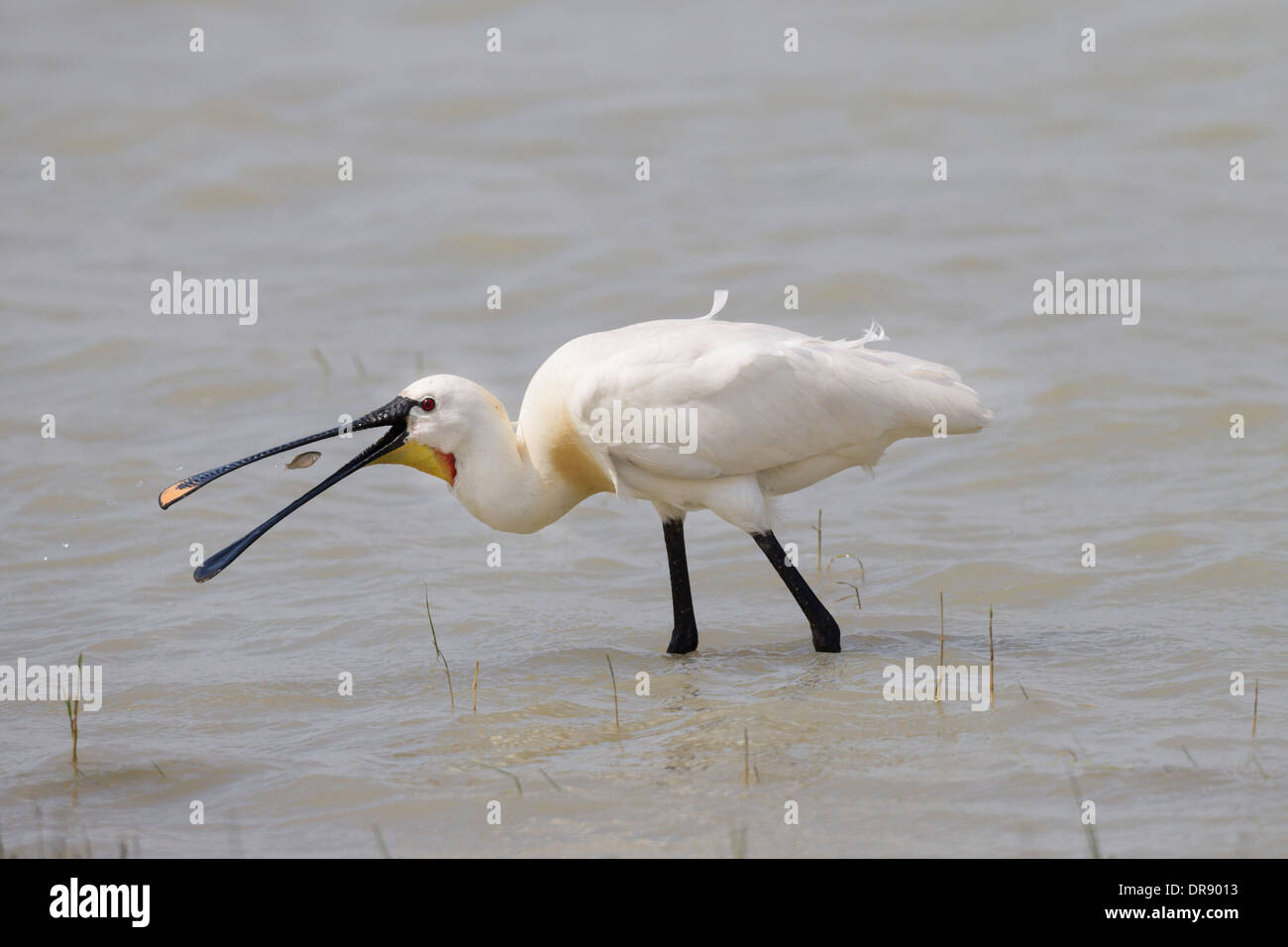 Platalea leucorodia Spatule blanche Spatule blanche commune Loeffler Banque D'Images