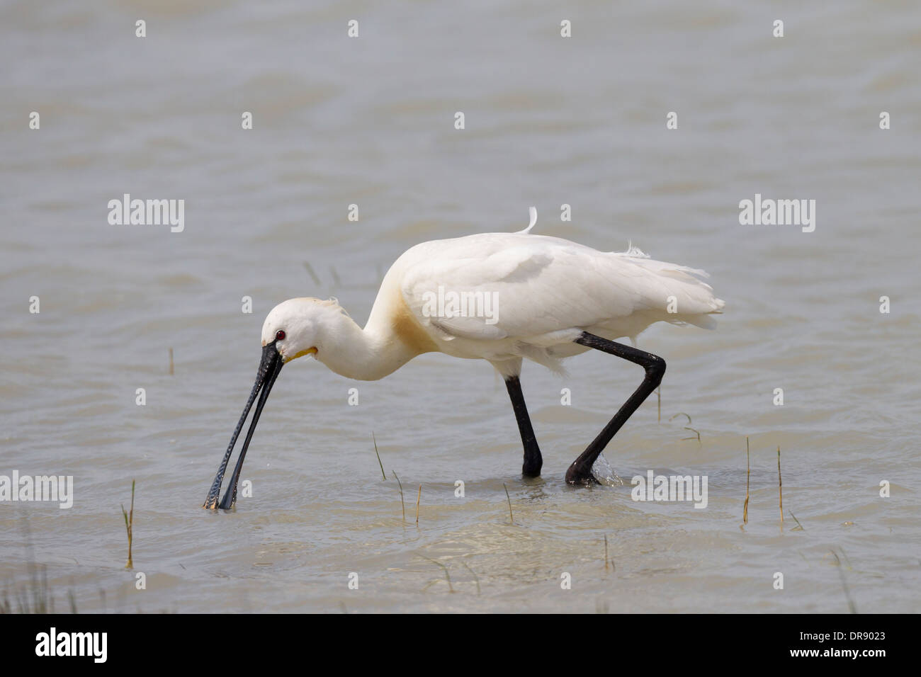 Platalea leucorodia Spatule blanche Spatule blanche commune Loeffler Banque D'Images