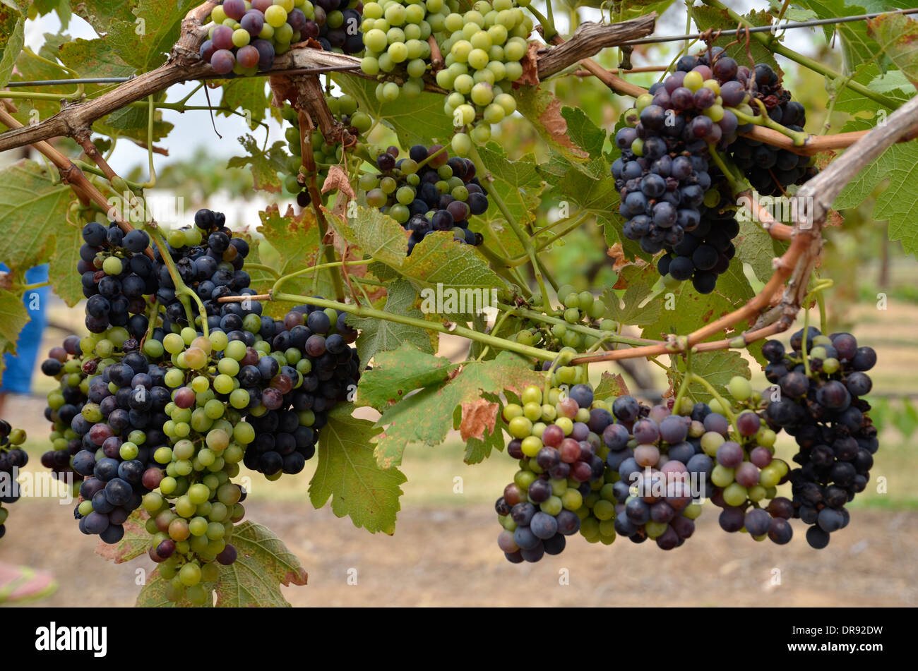 Shiraz grapes growing dans la Hunter Valley, New South Wales, Australia Banque D'Images