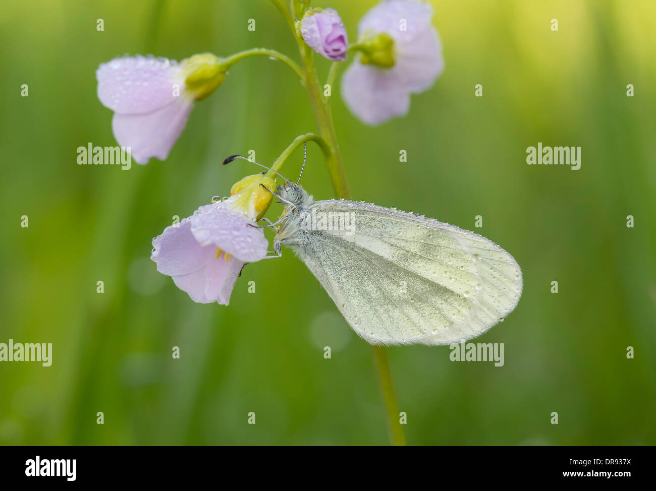 Leguminosen Senfweissling Weissling Leptidea sinapis Banque D'Images