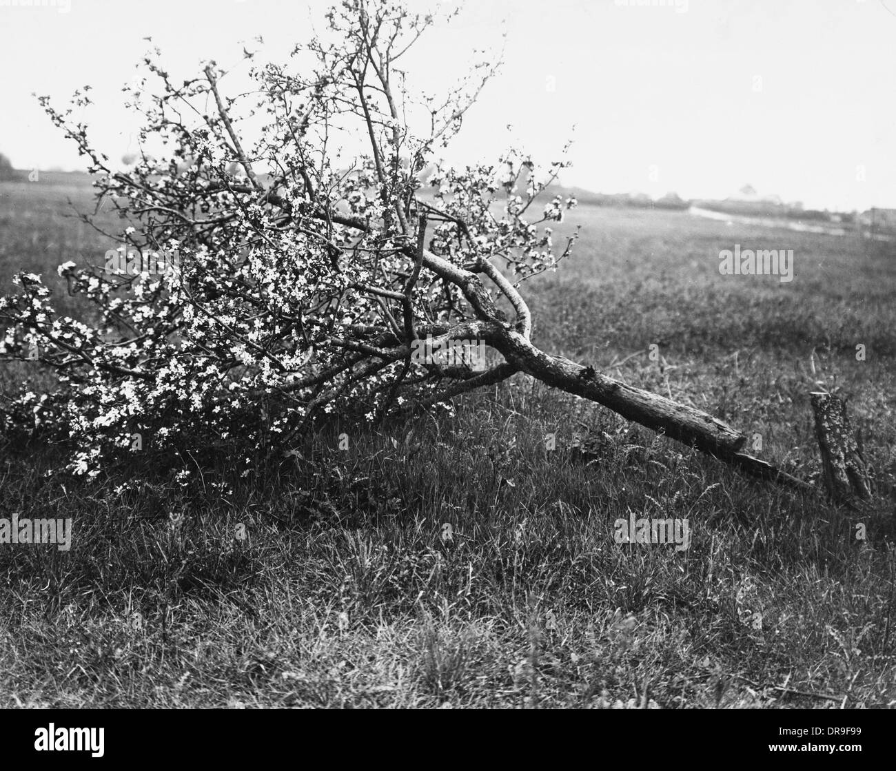 Nature récupère 1917 Banque D'Images