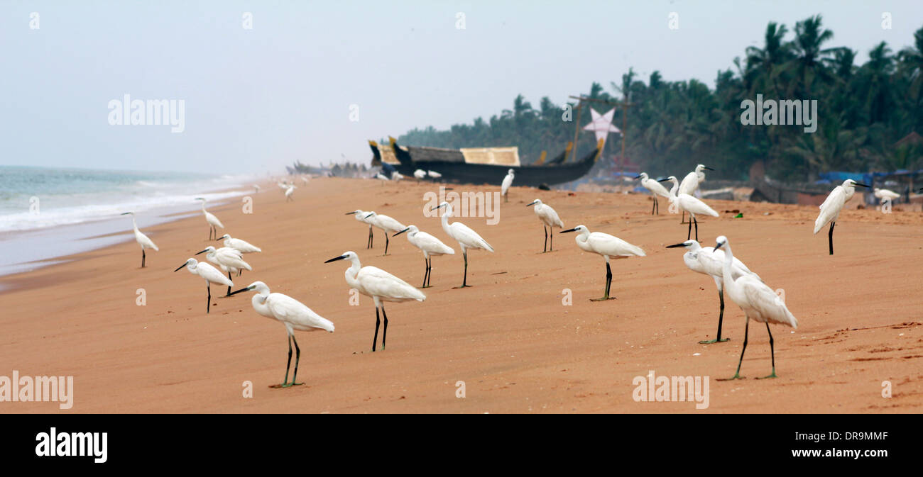 Les aigrettes en attente d'une prise, plage Shankhumugham, Trivandrum, Kerala, Inde Banque D'Images