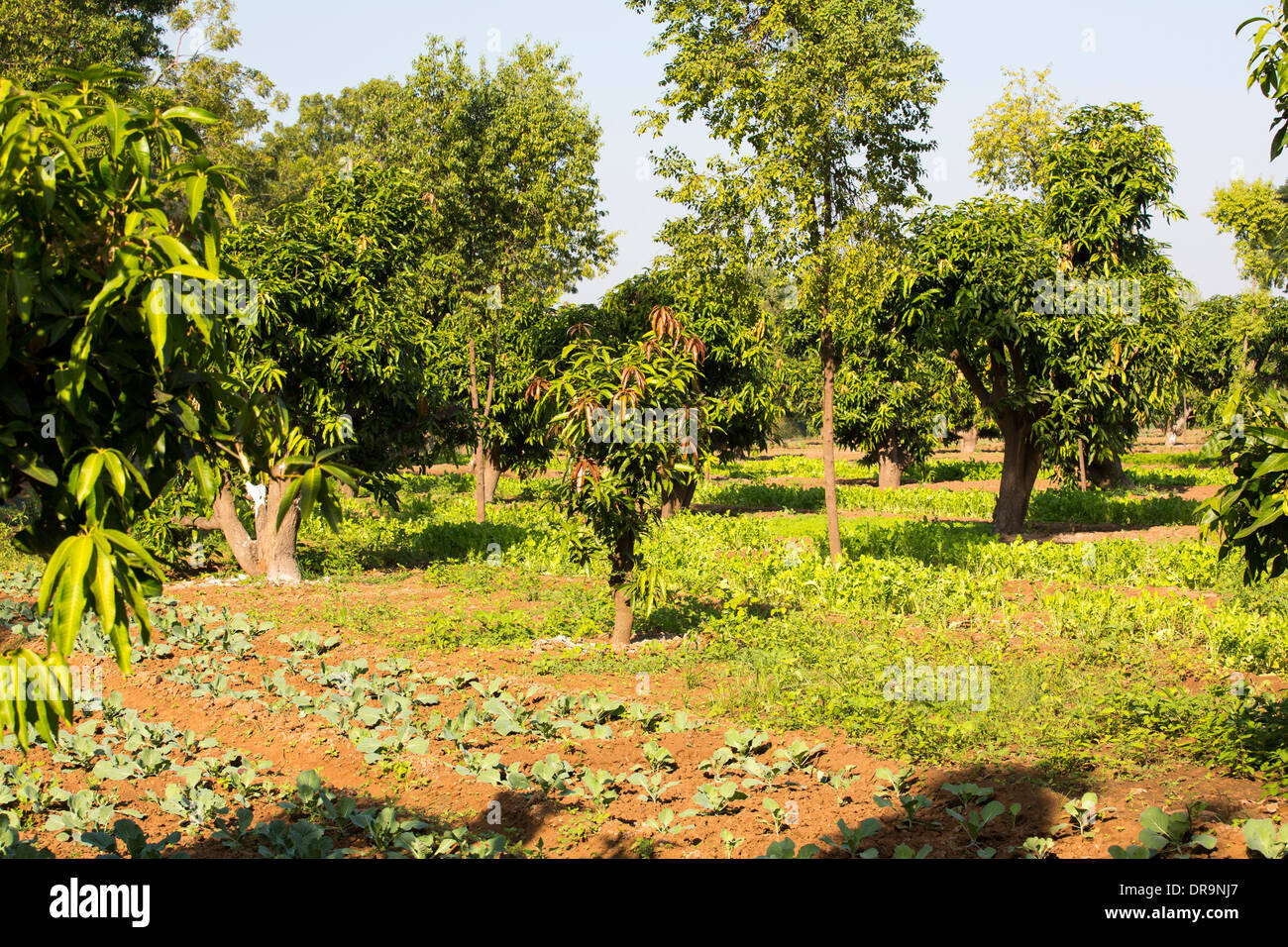 Jardins biologiques qui cultivent 70  % de la nourriture de l'Ashram, Muni Seva Ashram à Goraj, près de Vadodara, Inde Banque D'Images