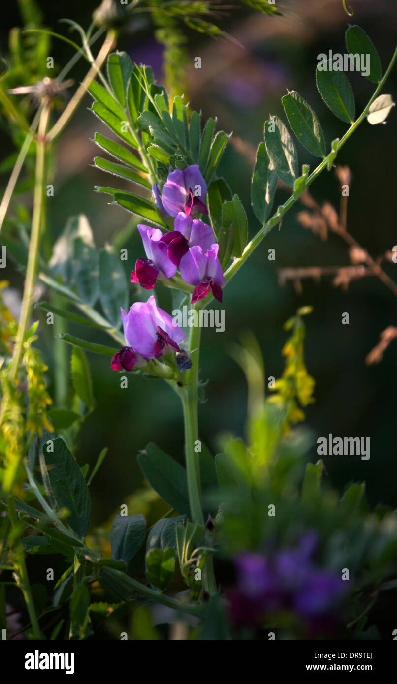 Vesce commune (Vicia sativa) Banque D'Images