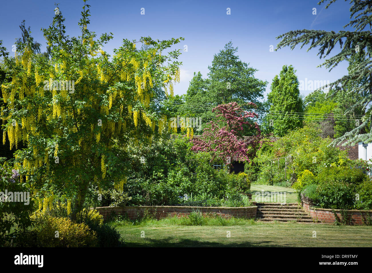 Laburnum en fleurs en un jardin anglais au printemps Banque D'Images