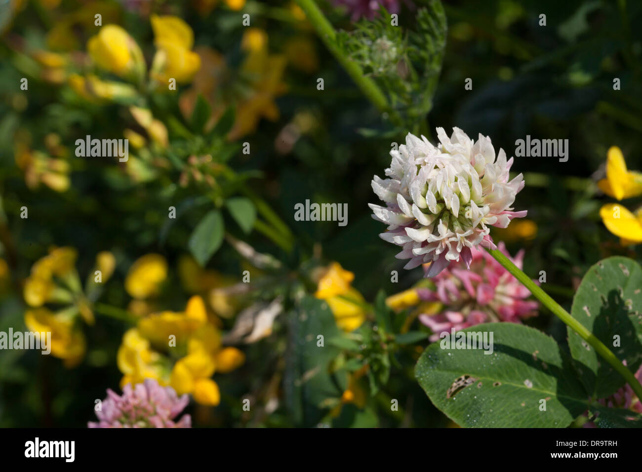 Fleurs sauvages cultivées comme couverture et nourriture pour oiseaux sauvages sur les terres agricoles en anglais Banque D'Images