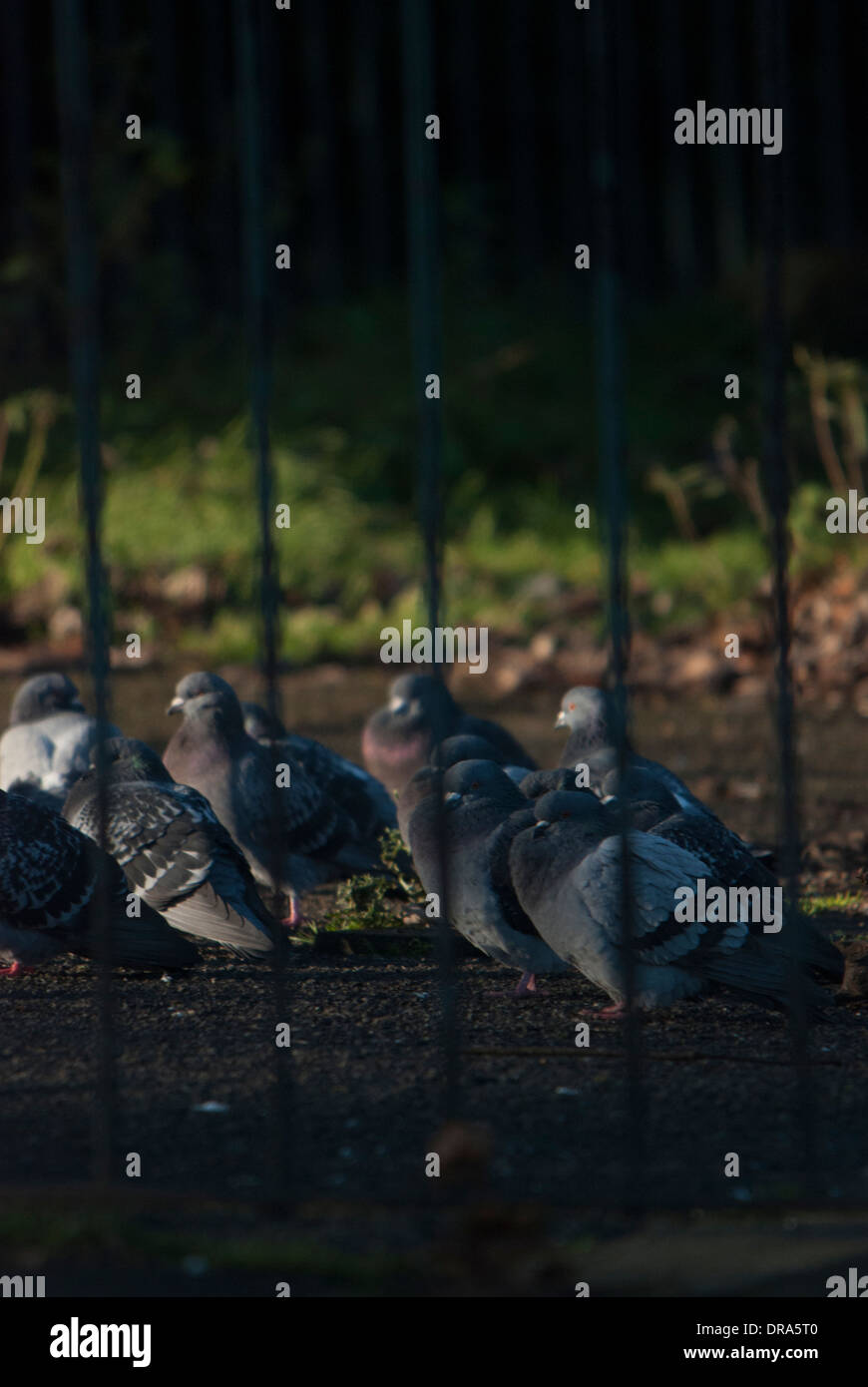 Les pigeons en cage à l'arrière garde-corps dans un parc. Banque D'Images