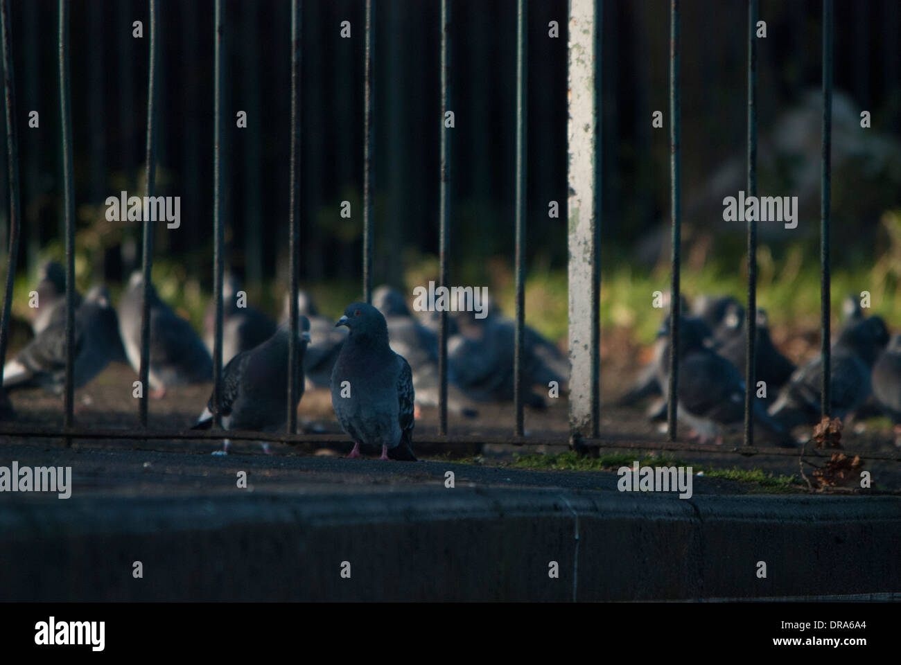 Les pigeons en cage à l'arrière garde-corps dans un parc. Banque D'Images