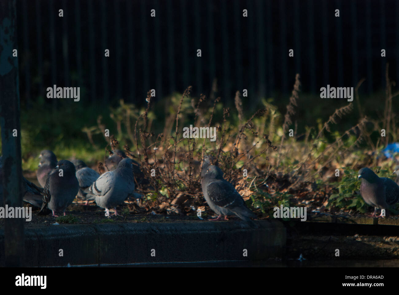 Les pigeons en cage à l'arrière garde-corps dans un parc. Banque D'Images