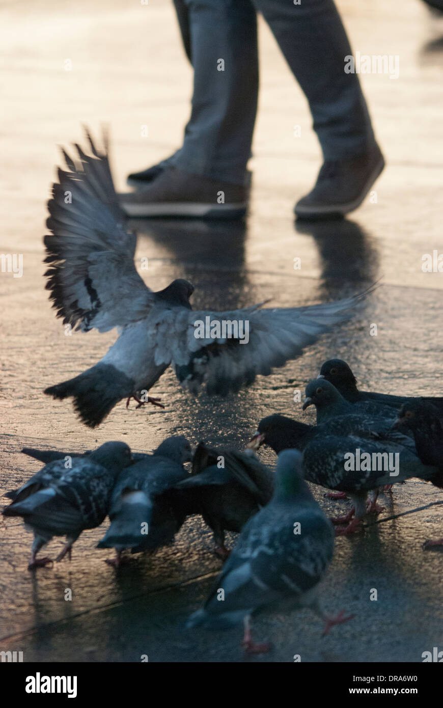 Les pigeons sont nourris sur une surface réfléchissante après une courte période de pluie à Trafalgar square. Banque D'Images