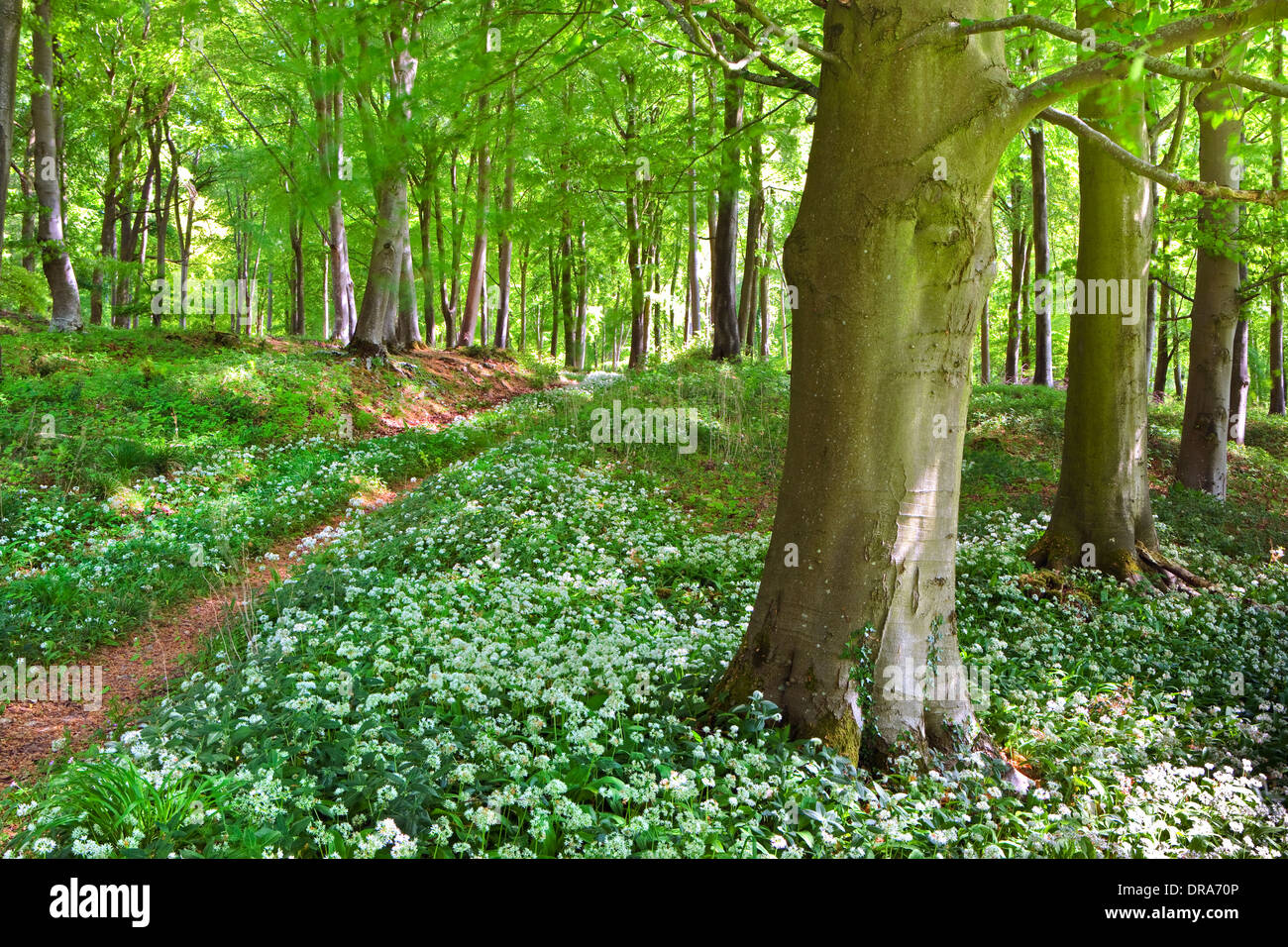 Un sentier menant à travers bois avec soleil du printemps, l'ail sauvage et de feuilles de printemps frais Banque D'Images