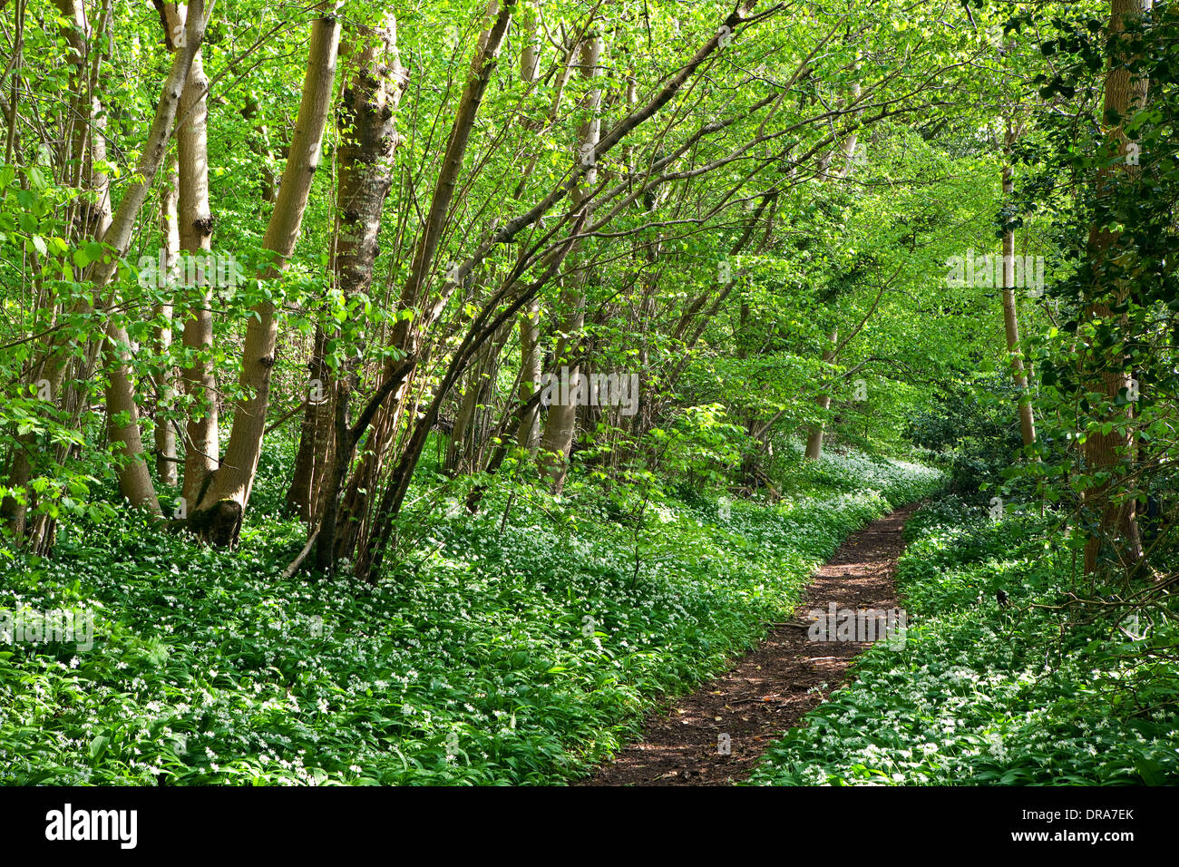 Un sentier menant à travers bois avec soleil du printemps, l'ail sauvage et de feuilles de printemps frais Banque D'Images