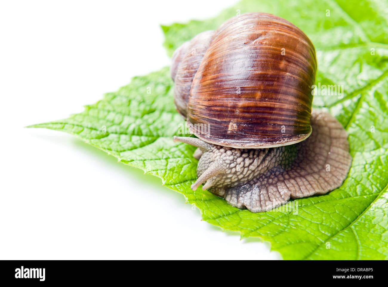 Grapevine (escargots Helix pomatia ), isolé sur fond blanc Banque D'Images