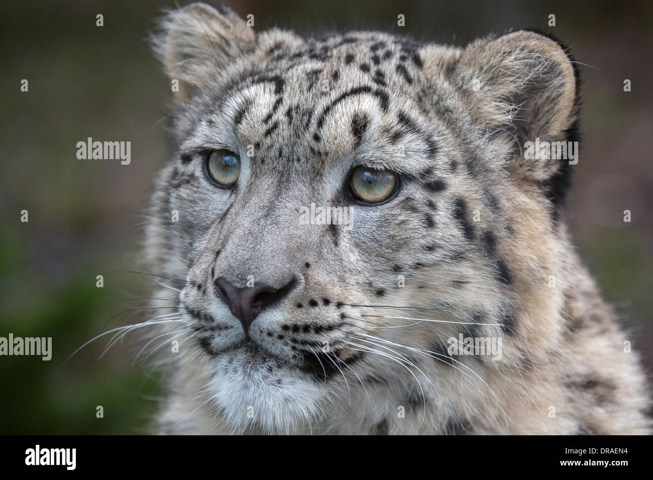 Snow Leopard cub, 8 mois. Banque D'Images