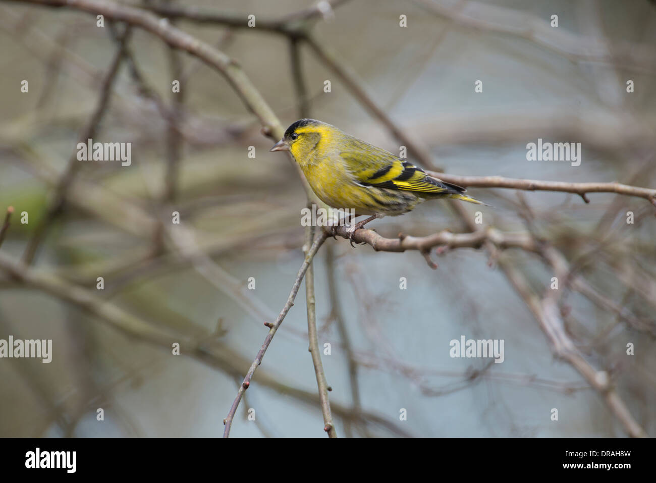 Cardeulis spinus Siskin (). Homme perché sur rameau. Banque D'Images