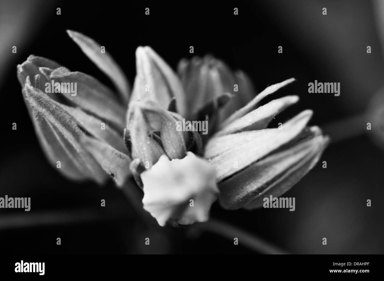 Pétales fleurs monochromes en serre. Banque D'Images