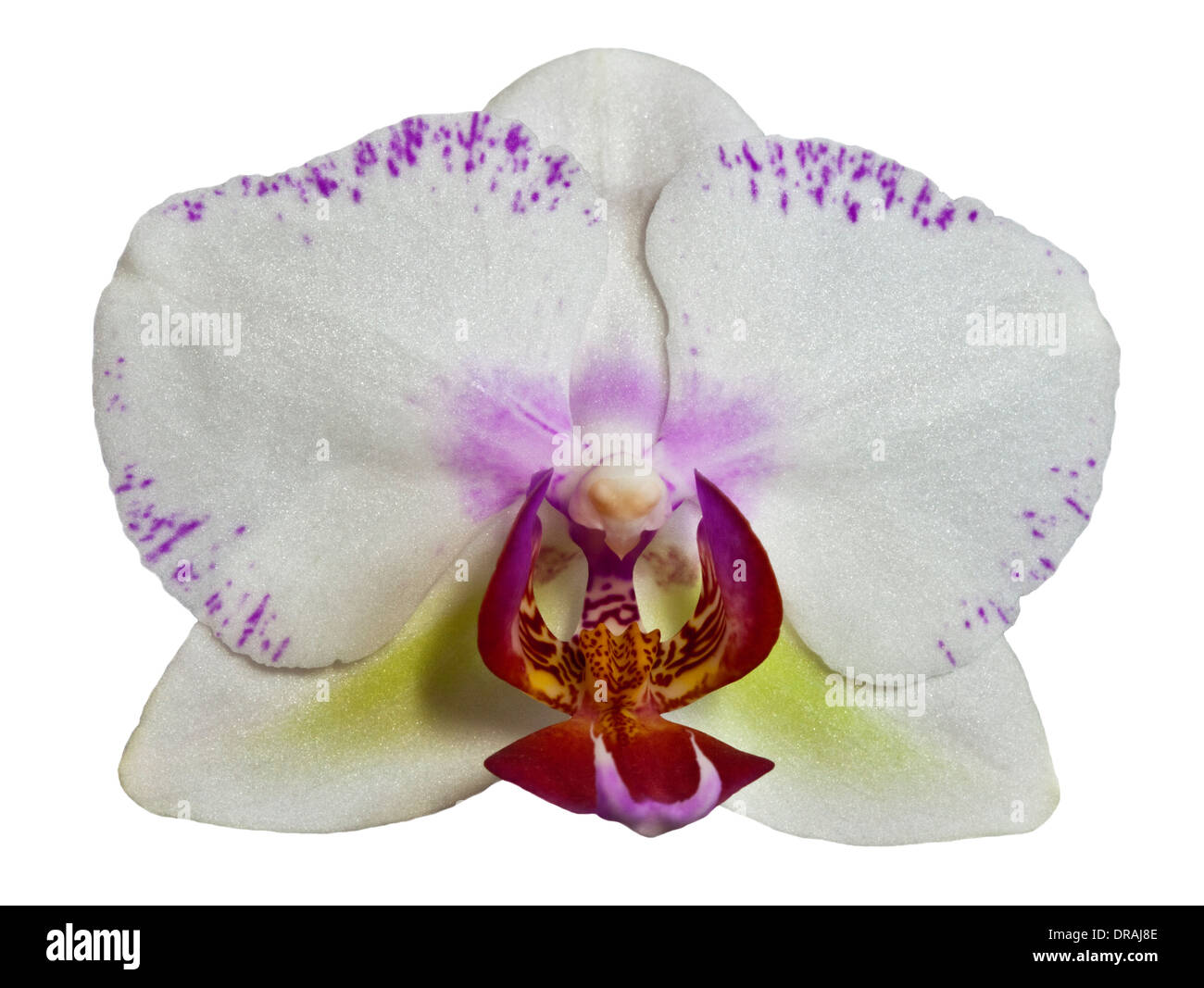 Orchidée Phalaenopsis jaune pâle (Moth Orchid) Banque D'Images