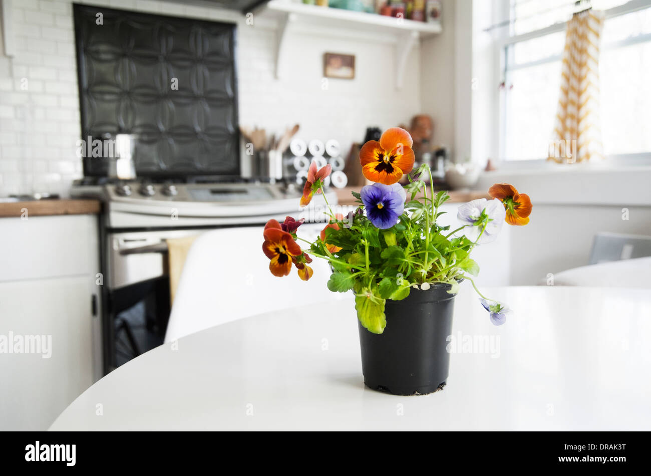 Vase de altos sur une table dans une cuisine de style campagnard Banque D'Images