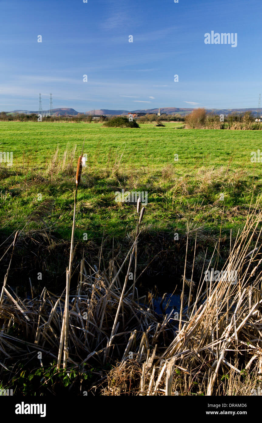 Reen sur réserve naturelle des zones humides aux niveaux Gwent près de Newport, Pays de Galles. Banque D'Images