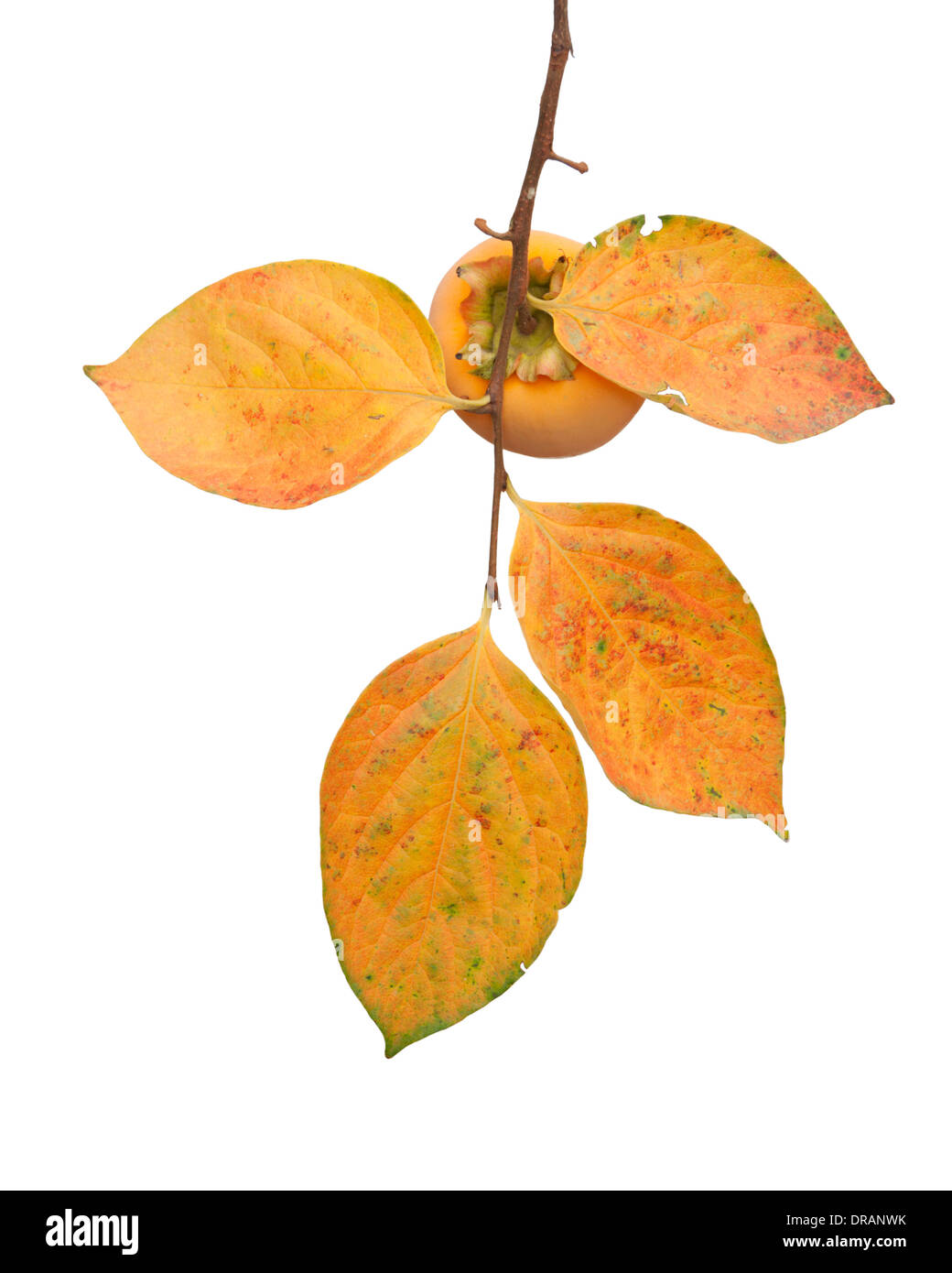 Fruit kaki sur l'arbre avec les feuilles d'automne isolé sur fond blanc Banque D'Images