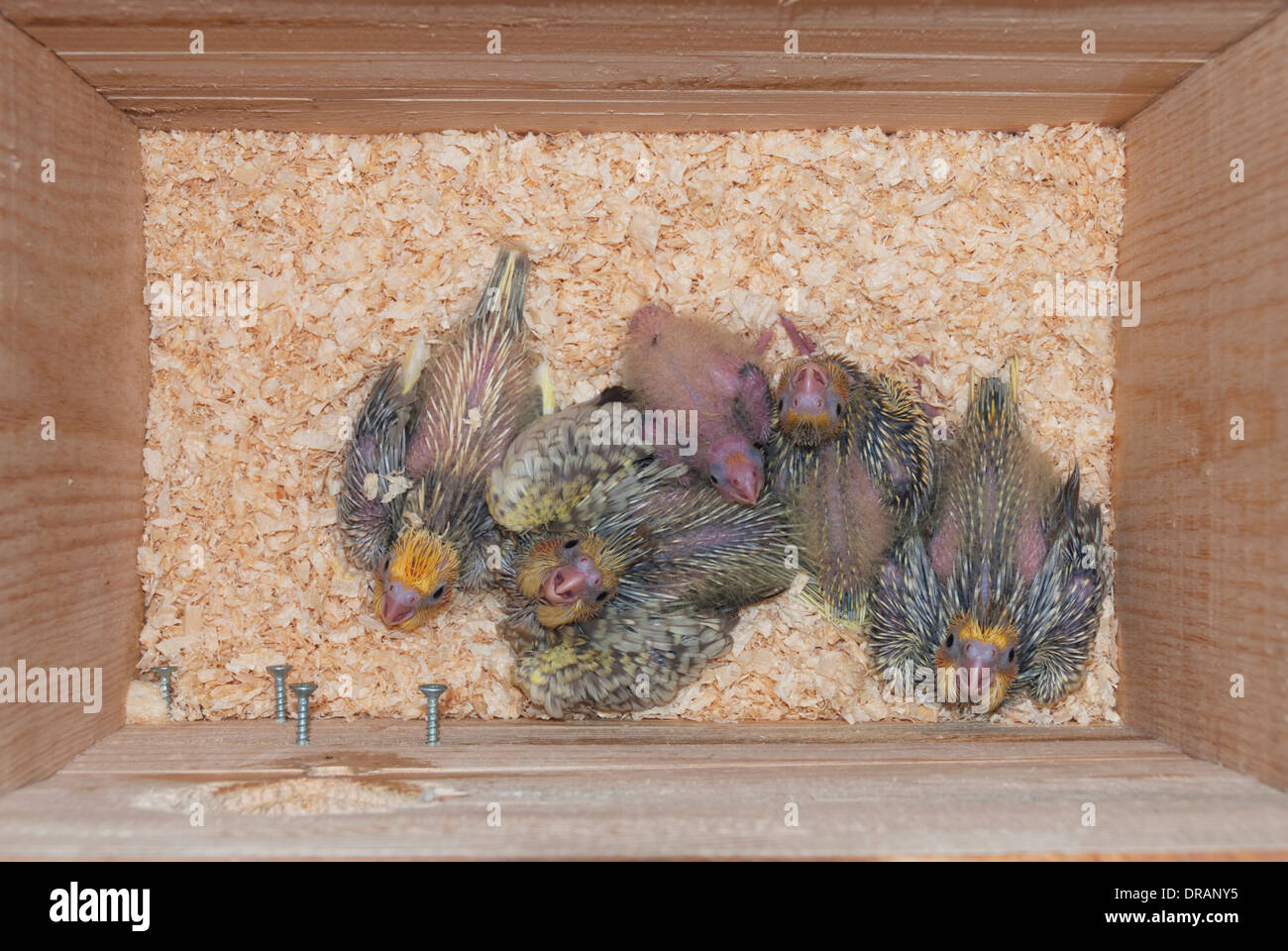Cockatiel perroquet bébés dans leur nichoir Banque D'Images