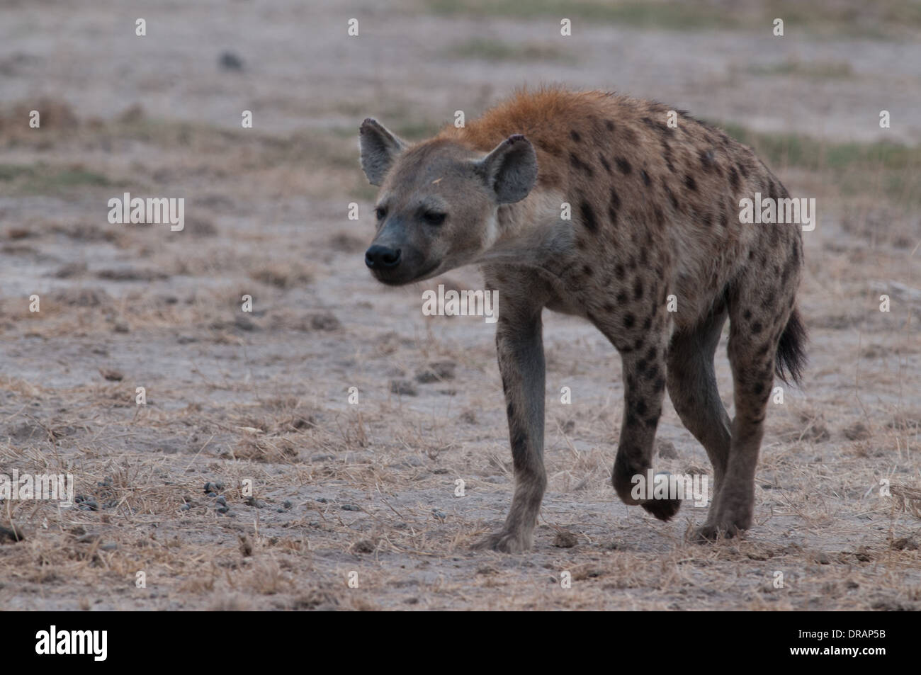L'Hyène tachetée le Parc national Amboseli au Kenya Banque D'Images