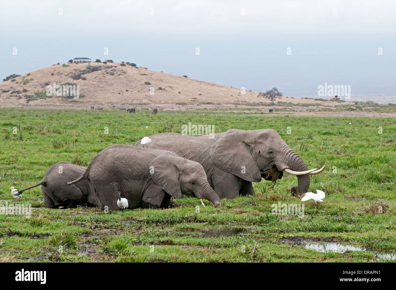 Famille d'éléphants se nourrissant de roseaux vert dans swamp au pied de la colline d'observation dans le Parc national Amboseli Kenya Afrique de l'Est Banque D'Images