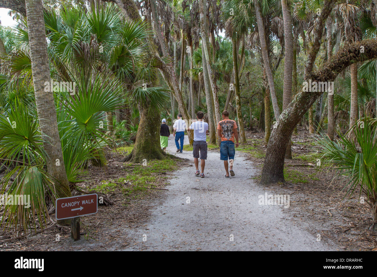 Les gens qui marchent sur William S Boylston sentier nature menant au pied de la canopée dans Myakka River State Park Sarasota en Floride Banque D'Images