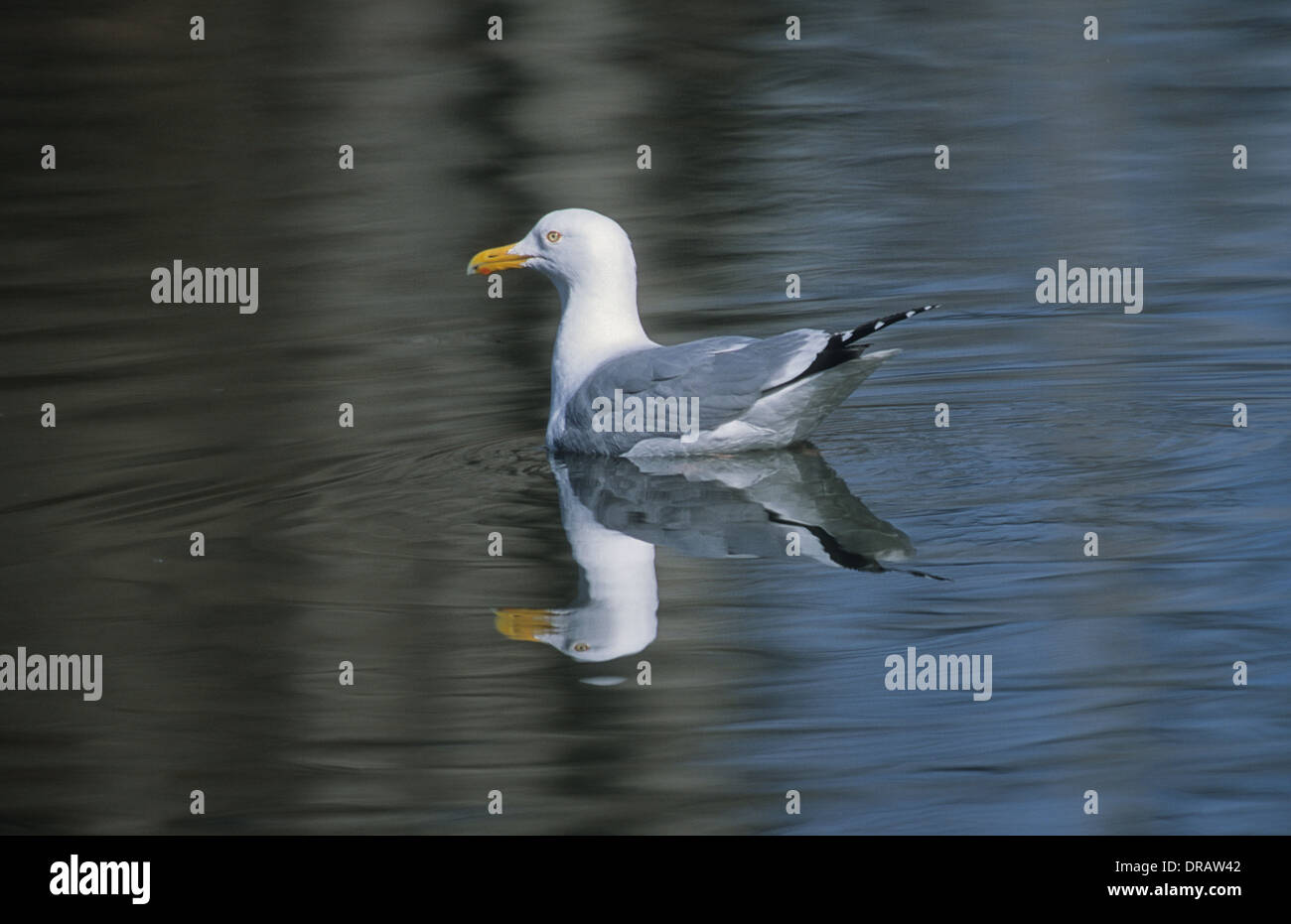 Goéland argenté (Larus argentatus), Fish Creek Provincial Park, Calgary, Alberta, Canada Banque D'Images