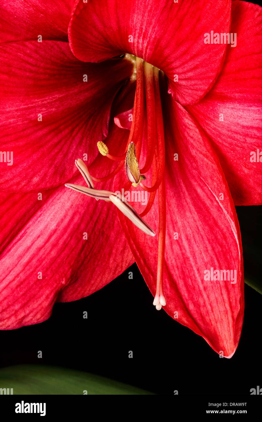 Fleurs de l'Amaryllis rouge Banque D'Images