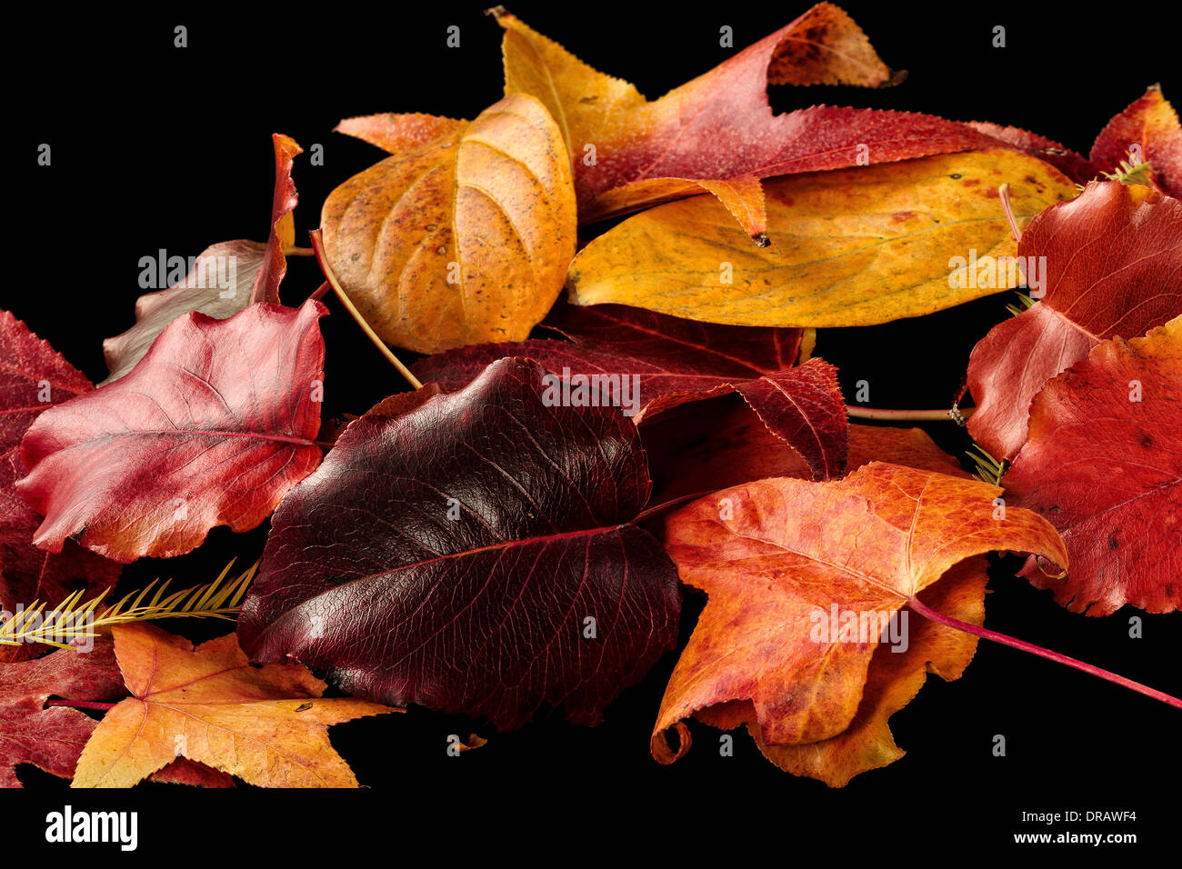 L'automne coloré / Feuilles d'automne sur un fond noir Banque D'Images