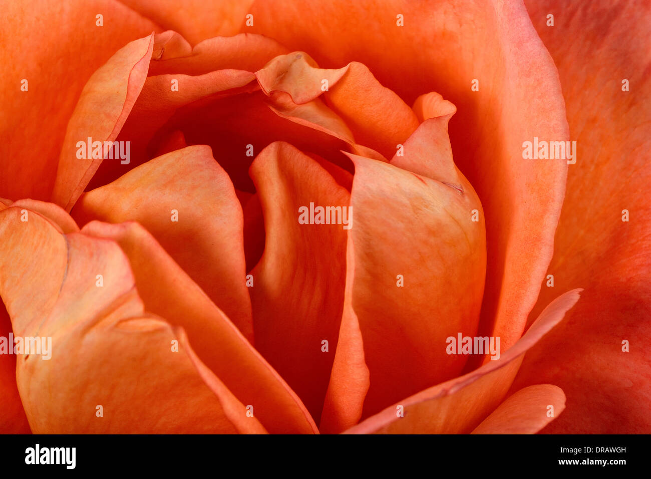 Rose orange Banque D'Images