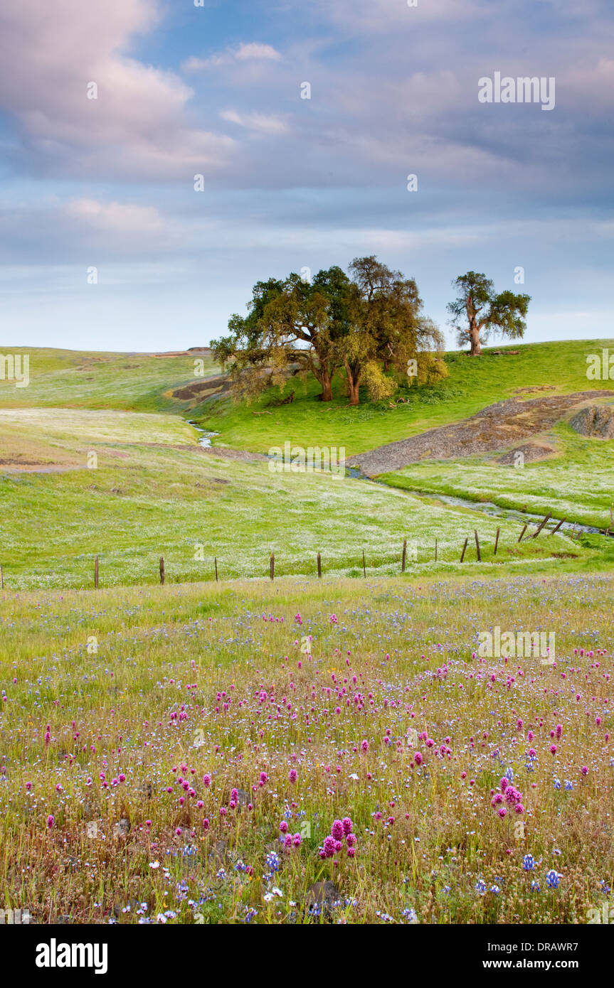 Le nord de la Californie, fleurs sauvages Banque D'Images