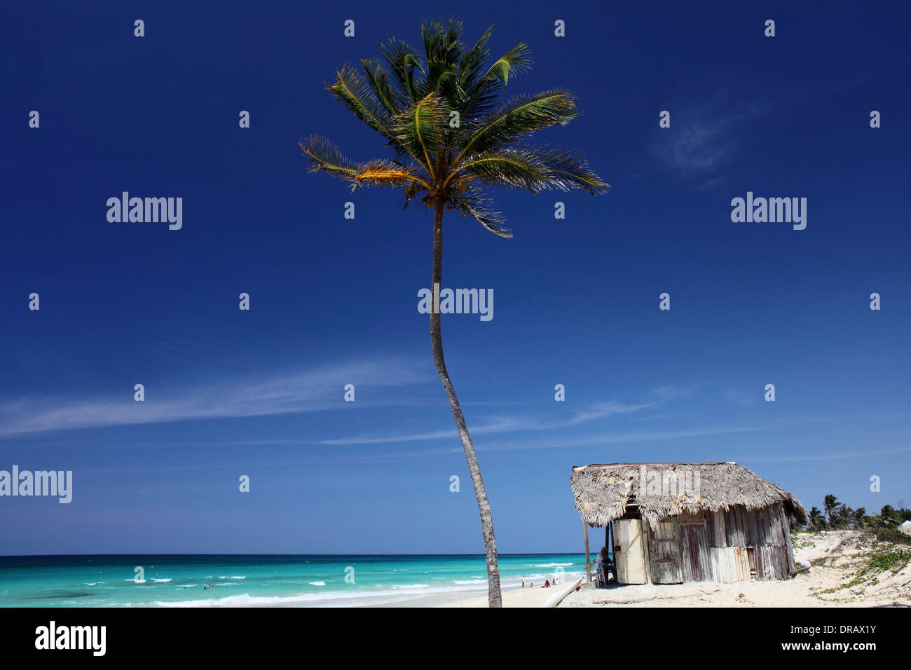 Palmier et des gens sur la plage Playa del Este à La Havane, Cuba Photo : pixstory / Alamy Banque D'Images