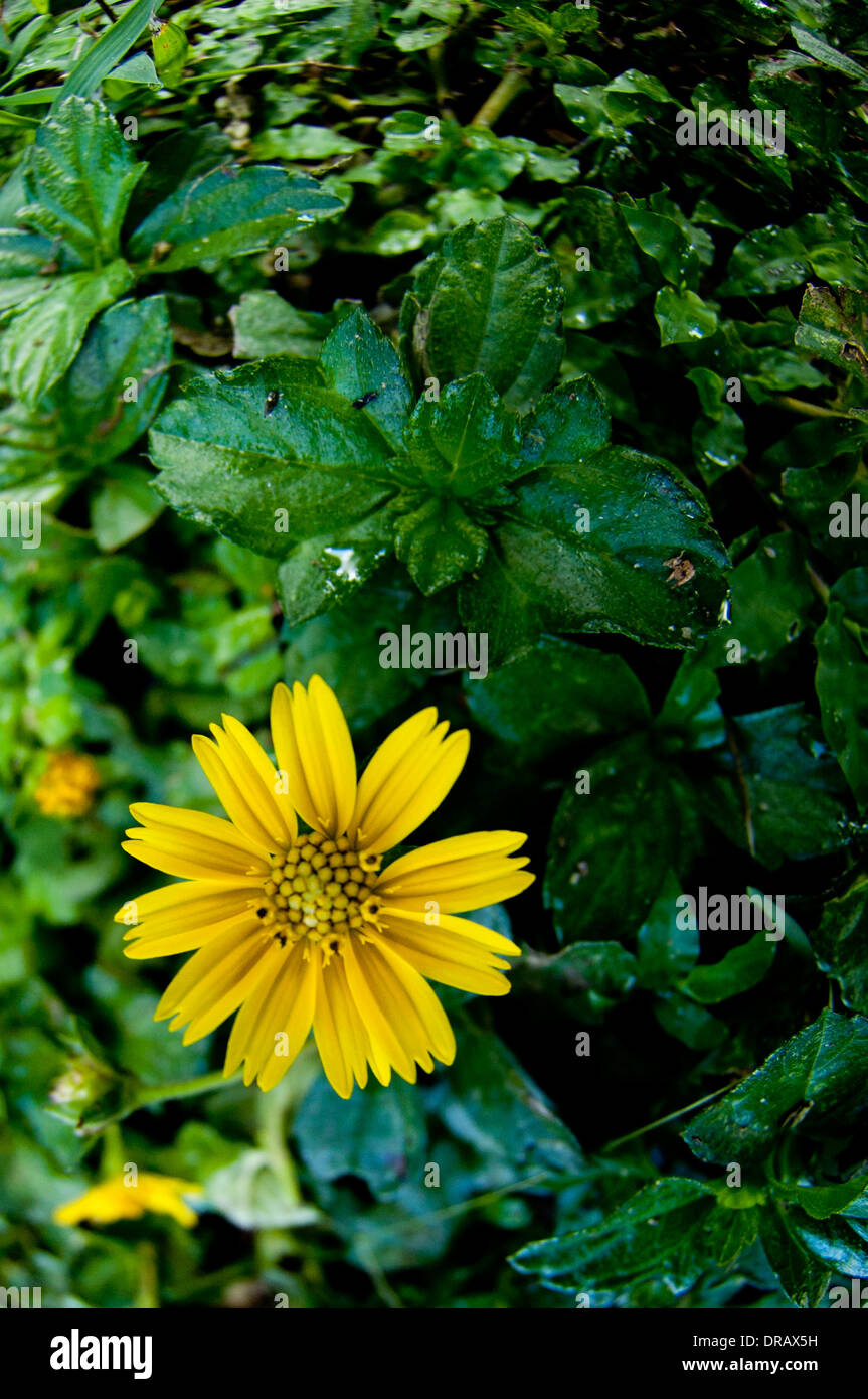 Fleur jaune avec fond vert foncé Banque D'Images