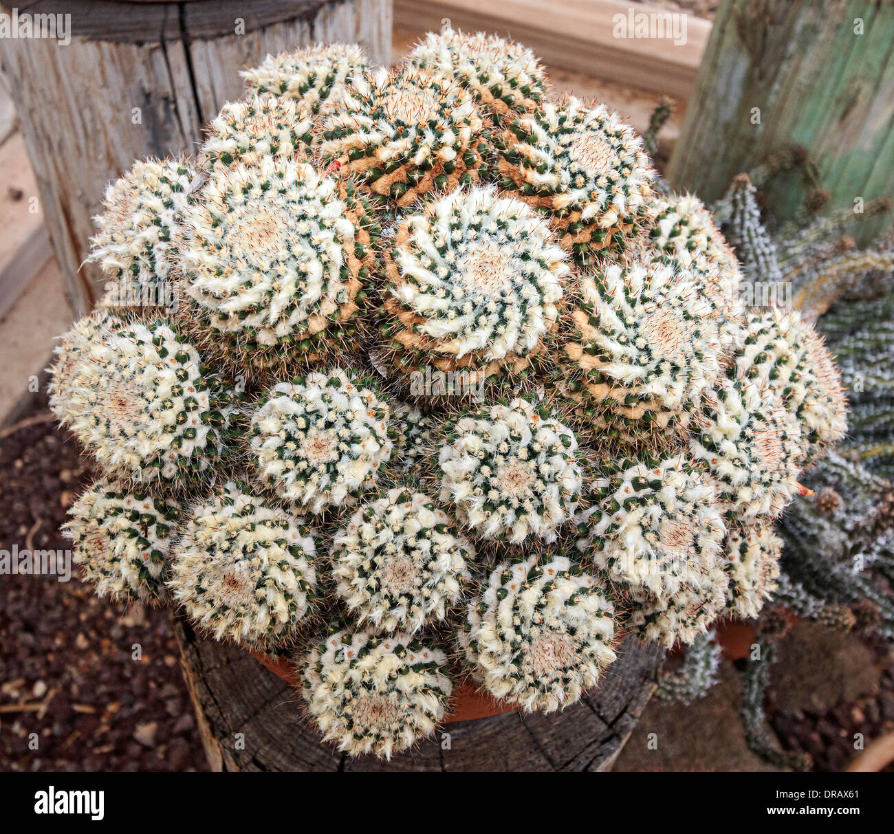 Mammillaria plumosa (feather cactus) est une espèce de plantes de la famille des Cactaceae, originaire de l'est du Mexique Banque D'Images