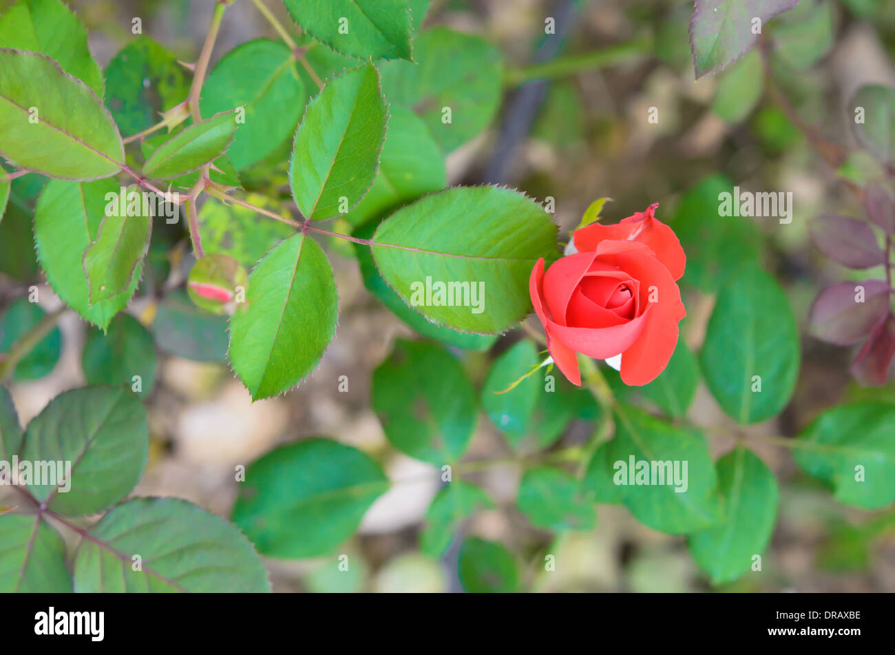Rose rouge sur la branche dans le jardin Banque D'Images