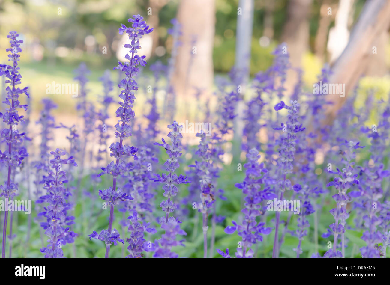 Fleurs de Lavande pourpre dans le domaine ,belle fleur Banque D'Images
