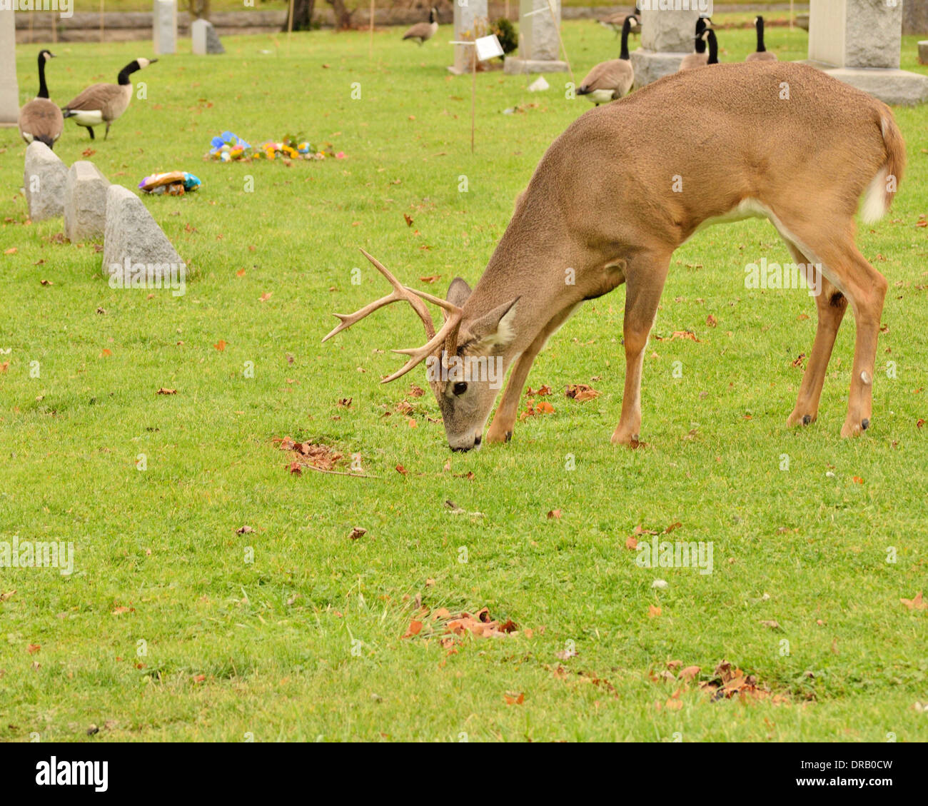 Navigation Buck de cerfs dans un cimetière. Banque D'Images