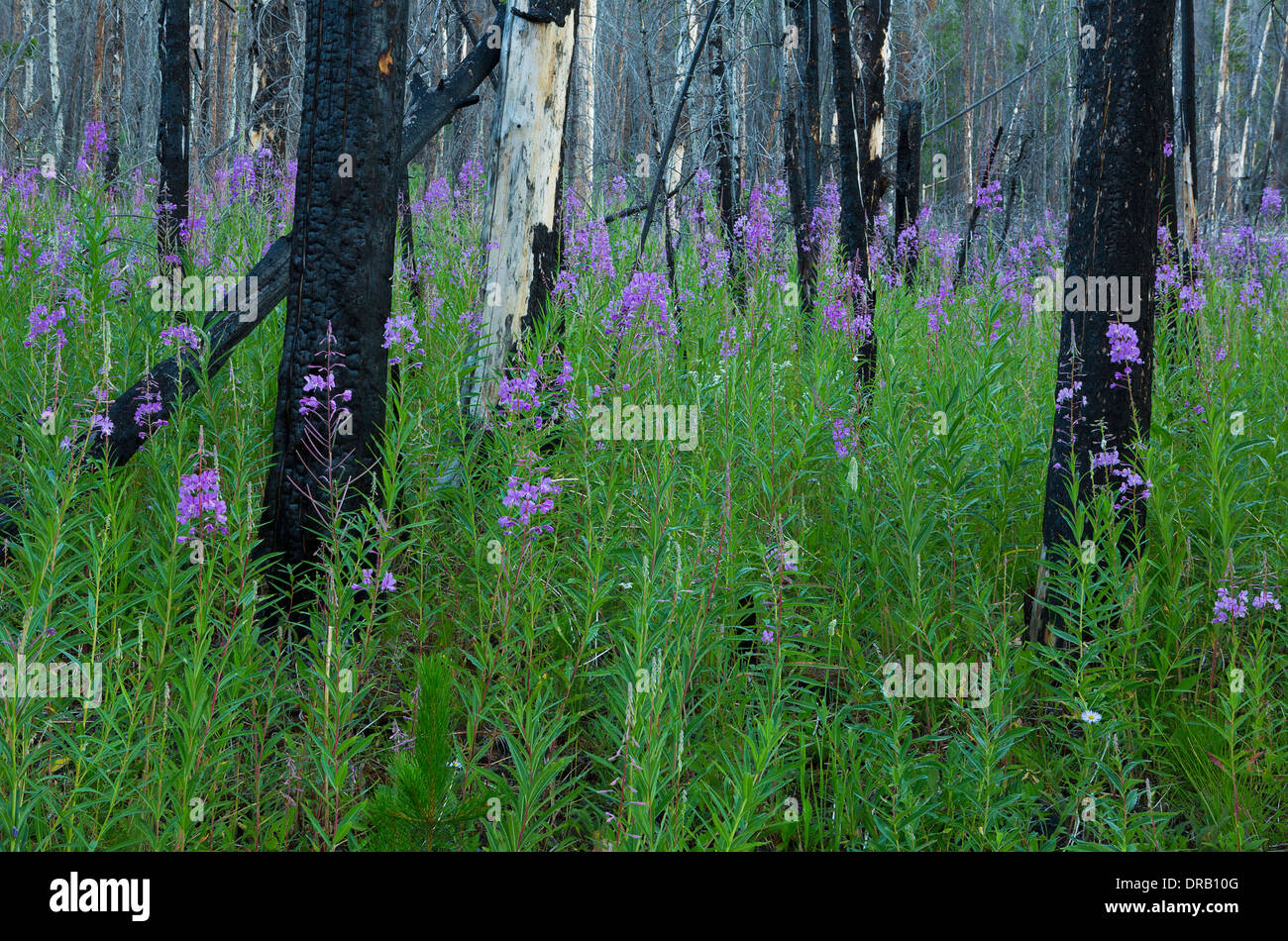 L'épilobe à feuilles étroites (Epilobium angustifolium) en fleur dans une forêt de pins tordus de la région brûlée Bob Marshall Wilderness, Montana. USA Banque D'Images