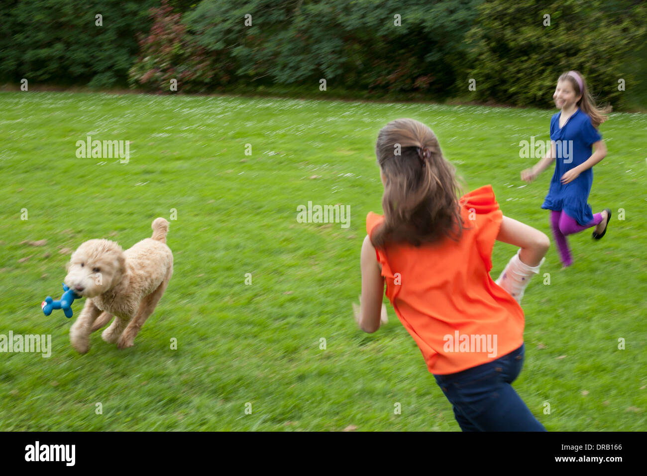 Les filles jouant avec le chien sur la pelouse Banque D'Images