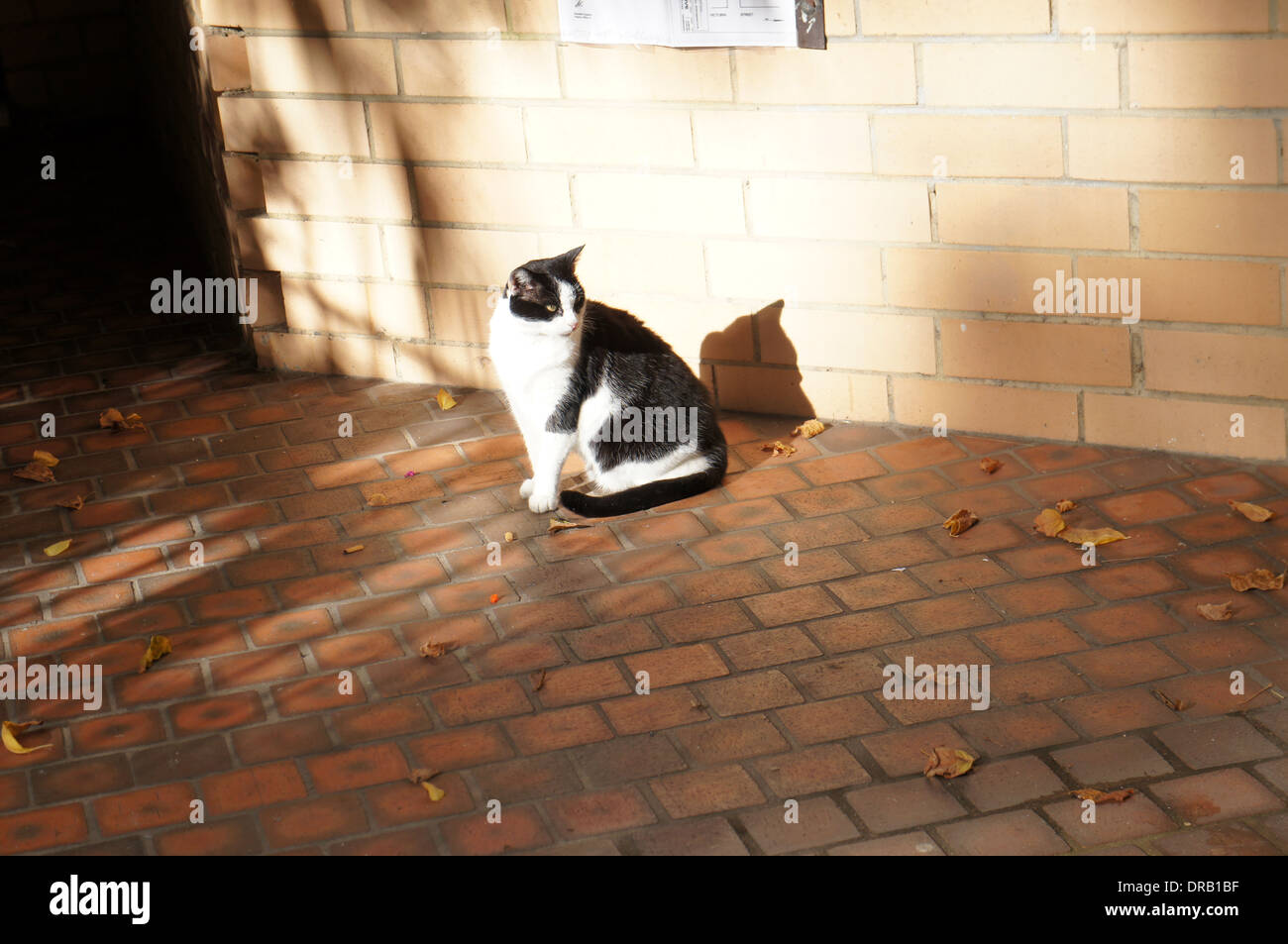 Un chat noir et blanc assis sur street Banque D'Images