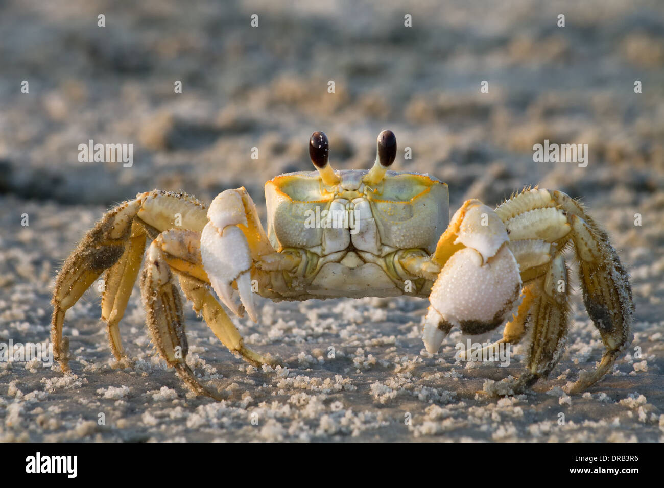 Une vue rapprochée d'un crabe fantôme Atlantique (Ocypode) quadrataon sur la plage. Banque D'Images