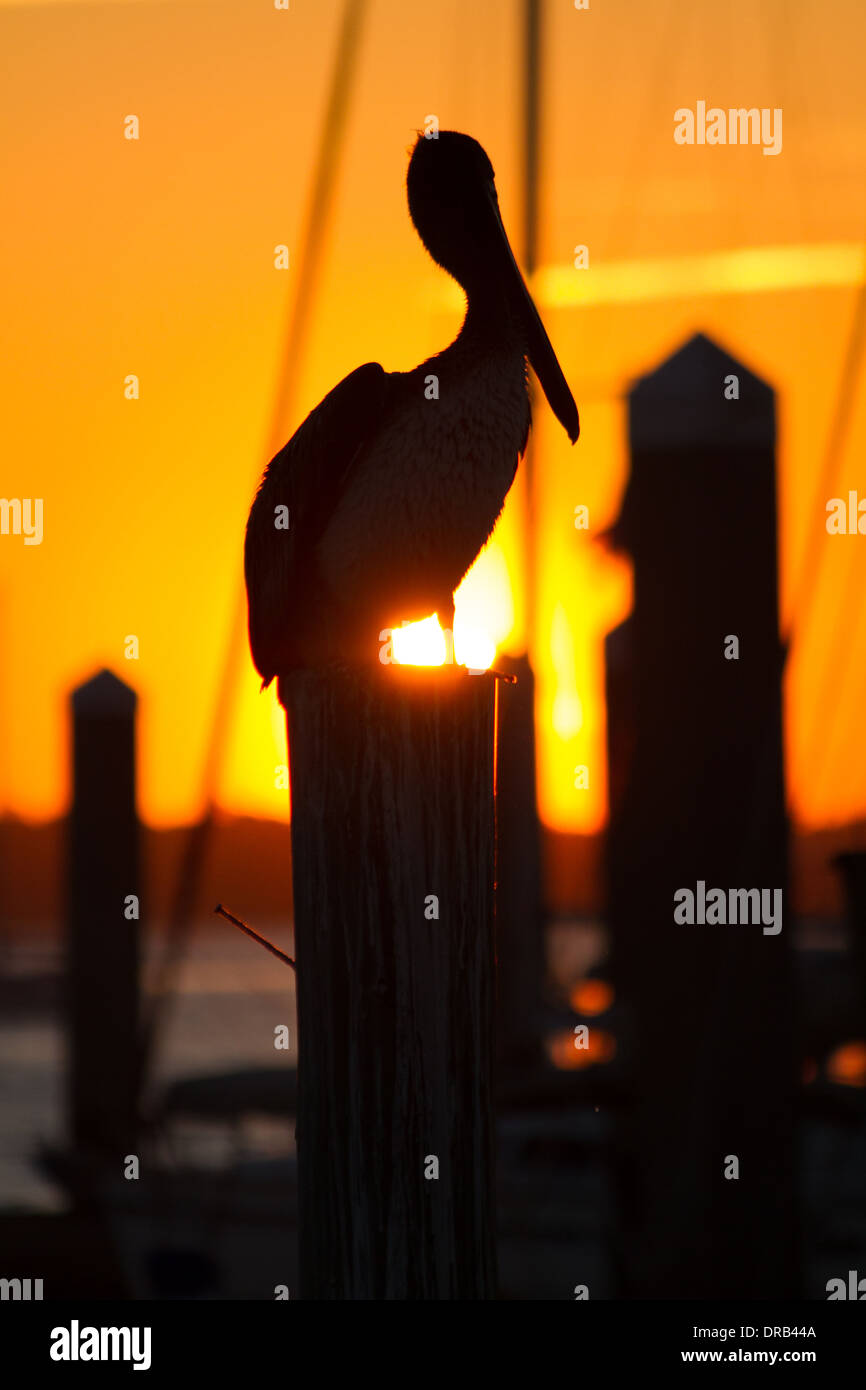 Le soleil se couche derrière un pélican brun assis sur un poteau sur Amelia Island, en Floride. Banque D'Images