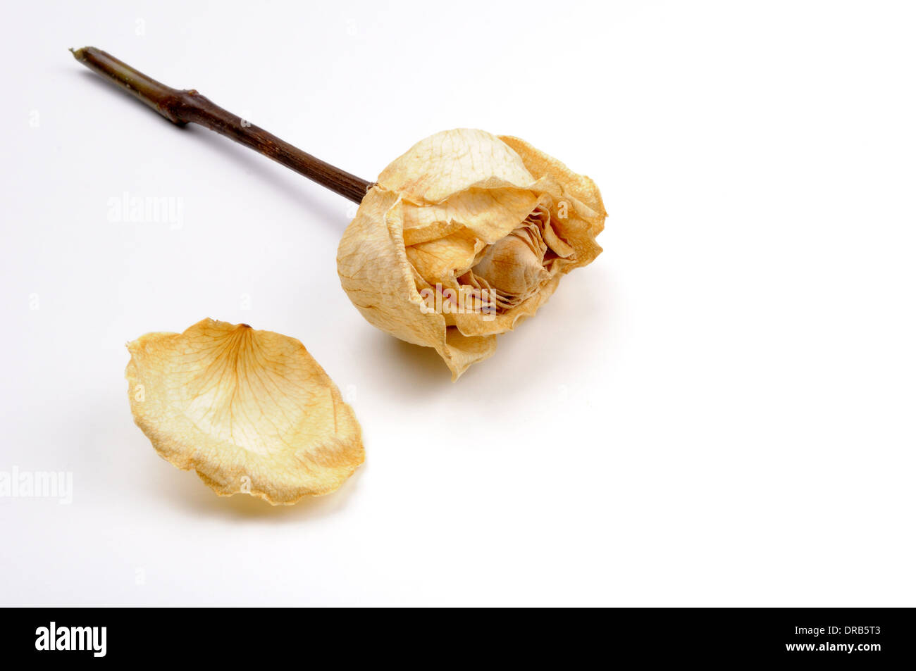 Fleurs coupées morts isolés sur un fond neutre. Banque D'Images