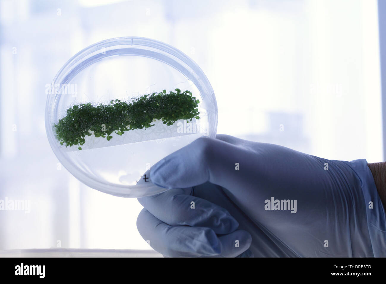 Une main avec glove holding une boîte avec une plante dans un laboratoire Banque D'Images